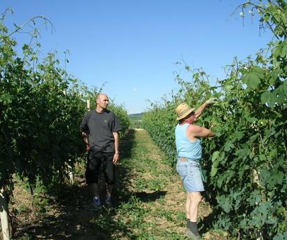 La vigna di Cristiano Nota e Aurelio Nota